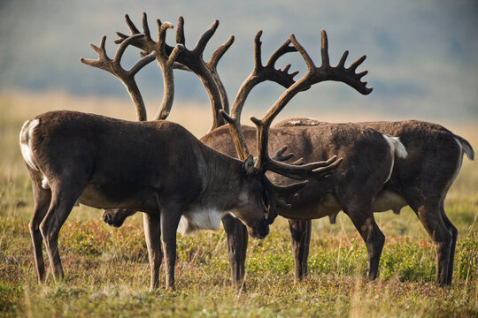 Group of male Caribou (Rangifer tarandus) with antlers in Denali National Park and Preserve, Alaska, USA; Alaska, United States of America
