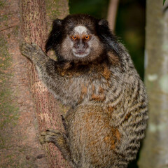 Black-pencilled marmoset (Callithrix penicillata)