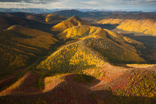 Poplars and tundra in fall colours in Gates of the Arctic National Park and Preserve, Alaska, USA; Alaska, United States of America