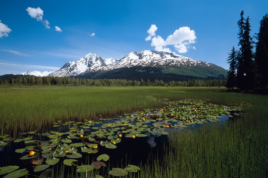 Marsh at the Greyling Lake trailhead, which is north of Seward, Grayling Lake, Kenai Peninsula, Chugach National Forest, Alaska, USA; Alaska, United States of America
