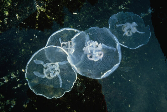 Close view of jellyfish in the dark waters of Alaska's Inside Passage, probably Stephens Passage; Alaska, United States of America