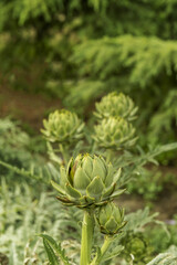 the artichoke originating from the western Mediterranean