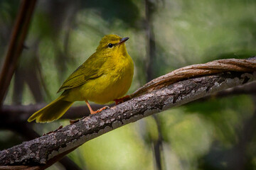 Flavescent Warbler (Myiothlypis flaveola)