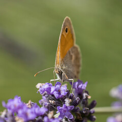 Macro de papillon fadet commun