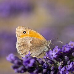 Macro de papillon fadet commun