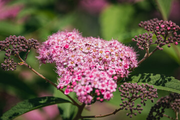 Flowers in the city park Dnipro, water lilies in the river