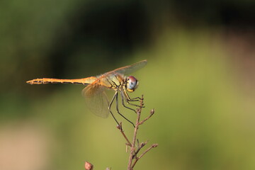 Dragonfly Macro (Depth Of Field)