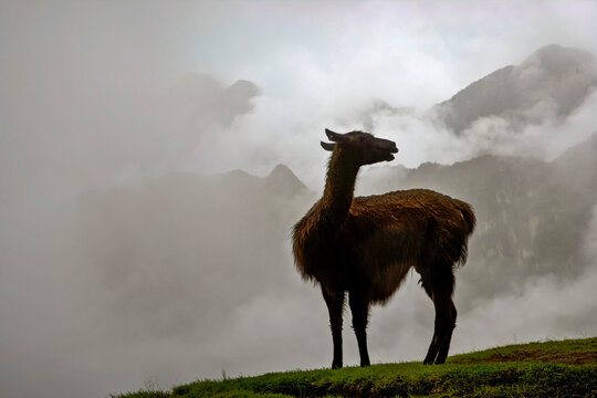 Llama (Lama glama) on cloud shrouded Machu Picchu; Machu Picchu, Peru