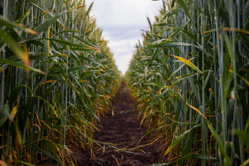 Wheat field after rain 