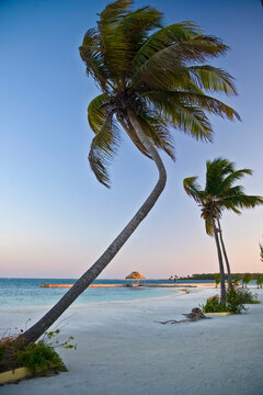 Beautiful view of palm trees on the beach at sunset; Turneffe Island, Belize