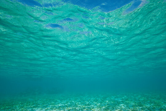 Underwater view of the clear blue ocean water in the Caribbean; Turneffe Island, Belize