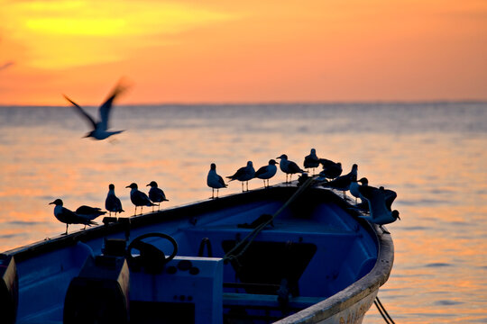 Birds standing on the bow of a wooden boat at sunset; Milford Bay, Tobago, Republic of Trinidad and Tobago