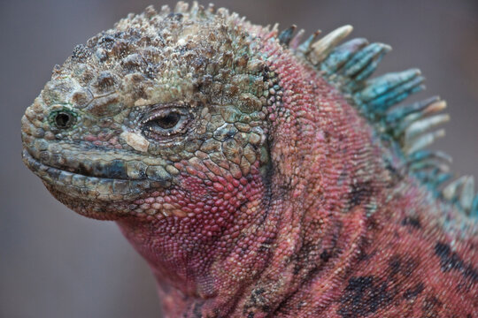 Close-up portrait of an adult male iguana on Espanola Island; Espanola Island, Galapagos Islands, Ecuador