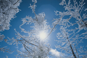 Sunlight bursts through snow and ice covered trees atop Whiteface Mountain, New York, USA; New York, United States of America