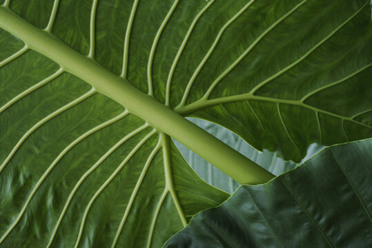 Close view of the underside of rainforest foliage; Costa Rica