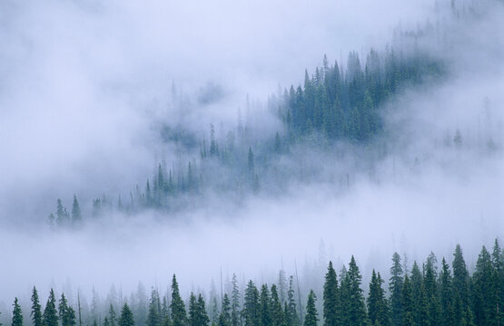 Fototapeta Spruce trees peek through the fog in Yoho National Park, BC, Canada  British Columbia, Canada