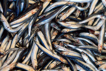 Fish caught by local Turkish fisherman; Bodrum, Turkey