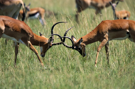 Pair of Impala rams (Aepyceros melampus) duelling with their horns in Masai Mara National Reserve; Kenya