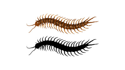 Myriapoda silhouette