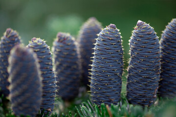 Blue Standard, Korean Fir (Abies koreana) tree cone at a botanical garden; Annapolis Royal, Nova Scotia, Canada