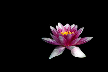 Sacred Lotus Flower (Nelumbo nucifera) aquatic plant on a black background; Annapolis Royal, Nova Scotia, Canada