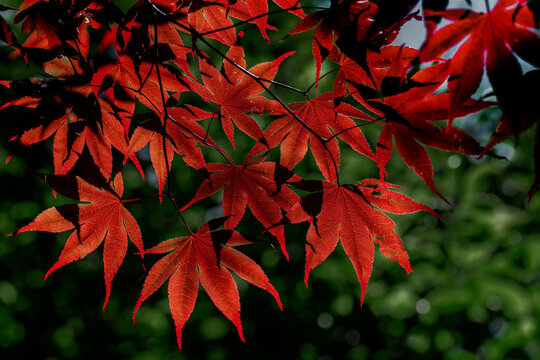 Red Japanese Maple (Acer palmatum) leaves at a botanical garden; Annapolis Royal, Nova Scotia, Canada