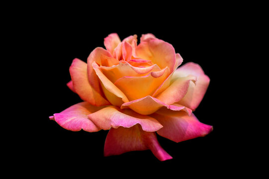 Rosa 'Chicago Peace' Rose on a black background; Studio