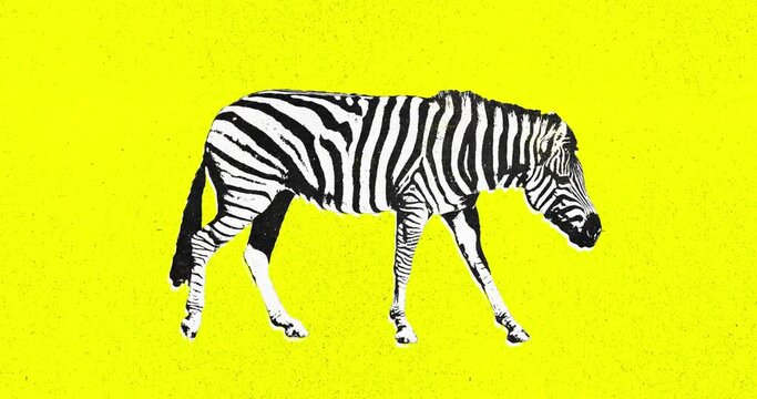 Motion design fun animation. Art collage, magazine style. Suitable for use in vj and misic videos. Zebra is walking with an aggressive grunge effect