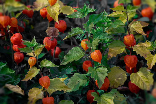 Ground Cherry (Physalis peruviana) plant with fruit; Bear River, Annapolis County, Nova Scotia, Canada