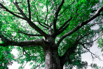 Large Oak Tree (Quercus robur) with lush foliage; Bear River, Nova Scotia, Canada
