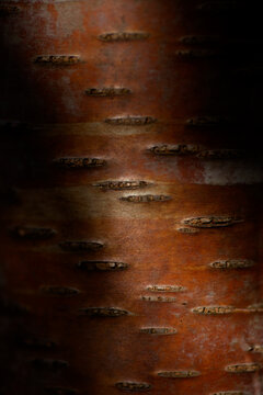 Close-up detail of Birch tree bark (Betula pendula); Digby, Nova Scotia, Canada