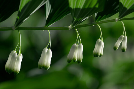 White flowers emerging in a row from a plant stem in a botanical garden; Annapolis Royal, Nova Scotia, Canada - Powered by Adobe