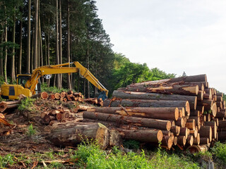 木材の伐採