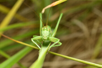 Green grasshopper on a plant leaf in full face.