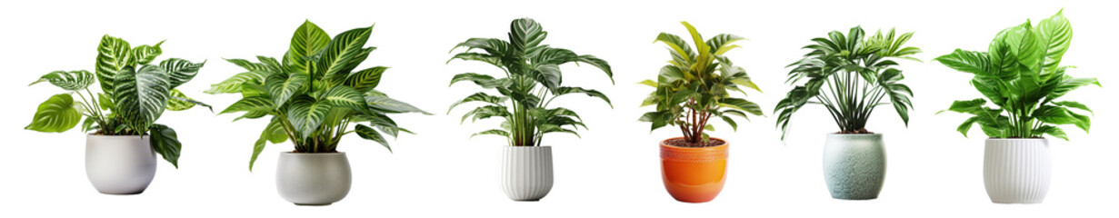 Collection of various houseplants displayed in ceramic pots with transparent background. Potted exotic house plants on white shelf against white wall. Home garden banner.