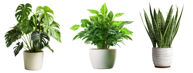 Collection of various houseplants displayed in ceramic pots with transparent background. Potted exotic house plants on white shelf against white wall. Home garden banner.