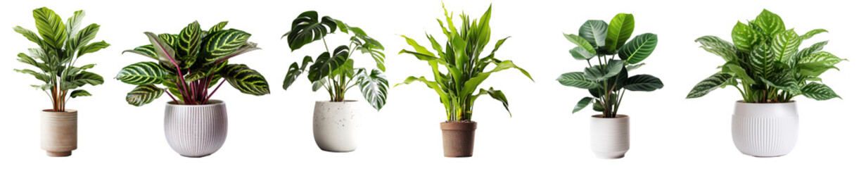 Collection of various houseplants displayed in ceramic pots with transparent background. Potted exotic house plants on white shelf against white wall. Home garden banner. - obrazy, fototapety, plakaty