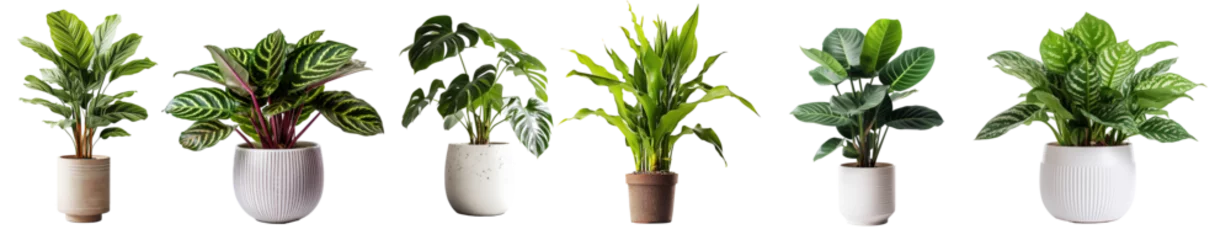 Photo sur Plexiglas Jardin Collection of various houseplants displayed in ceramic pots with transparent background. Potted exotic house plants on white shelf against white wall. Home garden banner.