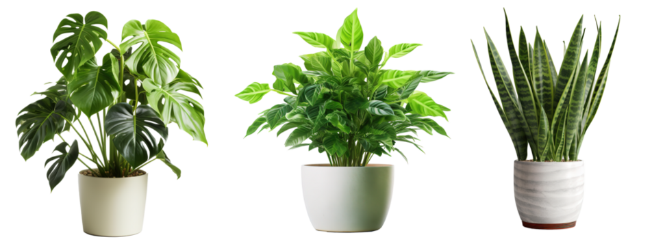 Collection of various houseplants displayed in ceramic pots with transparent background. Potted exotic house plants on white shelf against white wall. Home garden banner.