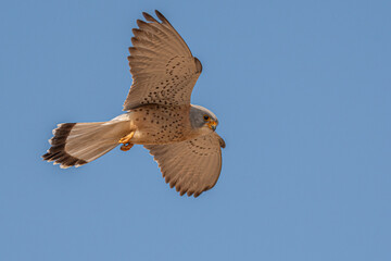 faucon crécerellette