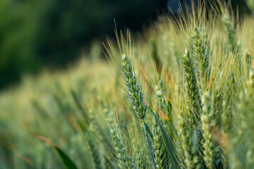 field of wheat after rain