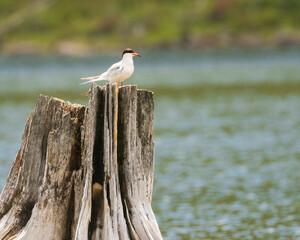 Forster's Tern (Sterna forsteri) on Stump at Blue Lake - Lassen County California, USA.