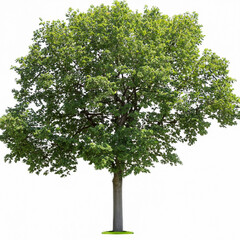 Fototapeta na wymiar Cut out a green tree. Majestic maple. Green tree isolated on white background. Cut out deciduous trees in summer. High-quality clipping mask for professional composition.