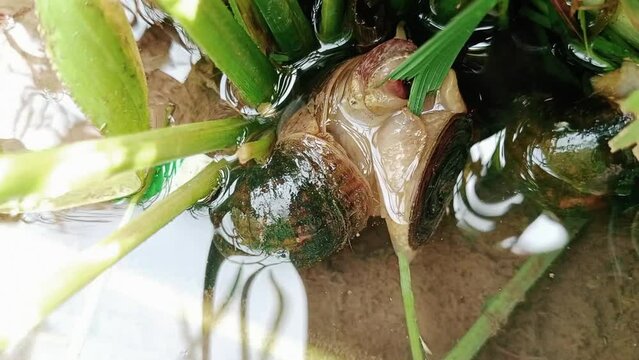 Pomacea maculata, a species of freshwater snail, gastropod mollusk in the family Ampullariidae, rice pest apple snail eating rice leaves