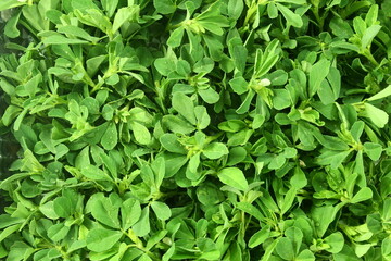 fresh fenugreek plant leaves texture background,selective focus,top view