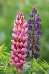 Purple Lupin flowers blooms in the field. Bunch of lupines summer flower background. Violet spring...
