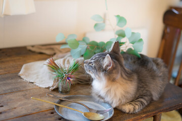 長毛サバトラの子猫_おしゃれな雑貨