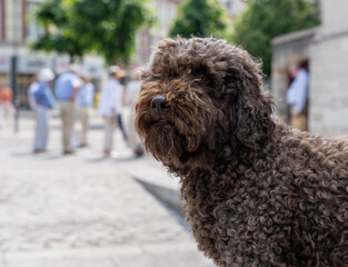 portrait d'un chien retriever assis en ville