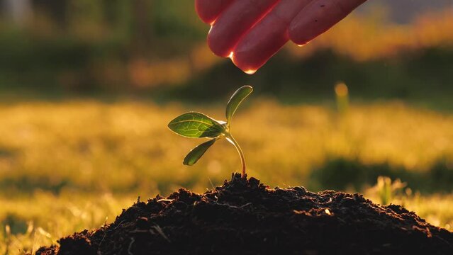 Close up of farmer hand watering green sprout tree planted in ground. Drops of water drops on leaves against warm shine rays at sunset, new life of young sprout. Care of sprouted seed in fertile soil