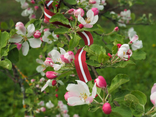 Red white red ribbon in the colors of the Latvian national flag. Latvian independence Day. A blooming apple orchard in spring and the Latvian flag 